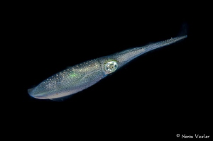 Squid photographed in Anilao night dive by Norm Vexler 